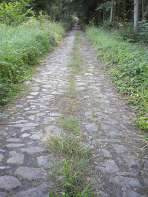 La forêt de Chantilly (à Luzarches)
